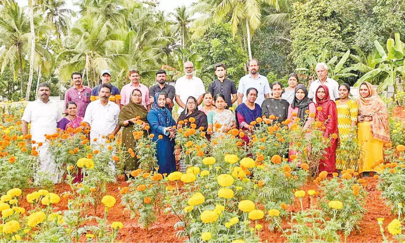 പൂവേ പൊലി പൂവേ... പൂവേ പൊലി പൂവേ...