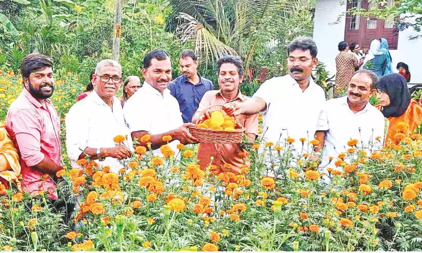 ഓണപ്പൂക്കളങ്ങളിലേക്ക് പള്ളിക്കലിലെ ചെണ്ടുമല്ലിയും ഓണപ്പൂക്കളങ്ങളിലേക്ക് പള്ളിക്കലിലെ ചെണ്ടുമല്ലിയും