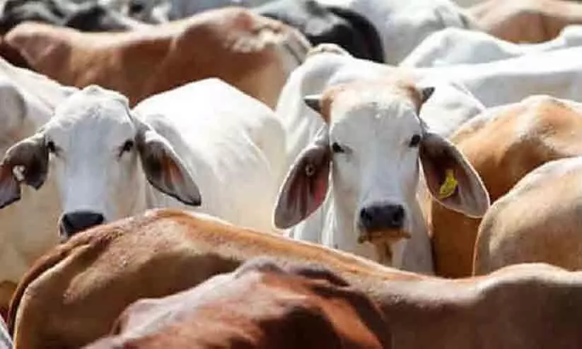 തെരുവിൽ അലയുന്ന പശുവിനെ അറുത്ത് പിതാവിന്‍റെ അന്ത്യകർമങ്ങൾക്ക് വിരുന്നൊരുക്കി; നാല് പേർ അറസ്റ്റിൽ