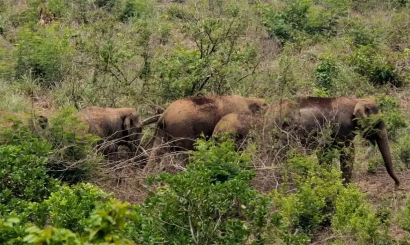 കാട്ടാനകൾ ഉൾപ്പെടെയുള്ള 985 വന്യജീവികൾ മനുഷ്യരാൽ കൊല്ലപ്പെട്ടു കാട്ടാനകൾ ഉൾപ്പെടെയുള്ള 985 വന്യജീവികൾ മനുഷ്യരാൽ കൊല്ലപ്പെട്ടു