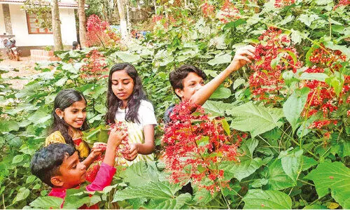 അത്തം പിറന്നു, കൃഷ്ണകിരീടമാണ് താരം