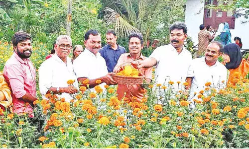 ഓണപ്പൂക്കളങ്ങളിലേക്ക് പള്ളിക്കലിലെ ചെണ്ടുമല്ലിയും