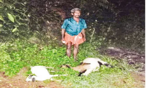 മ​ല​മ്പു​ഴ​യി​ല്‍ പു​ലി​ക​ളി​റ​ങ്ങി; ആ​ടു​ക​ളെ കൊ​ന്നു