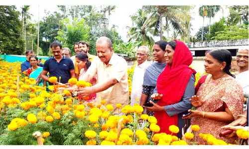 ചെണ്ടുമല്ലി വസന്തം വിരിഞ്ഞു