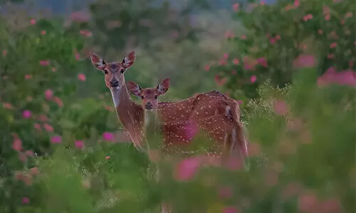 കാട് കയറുന്ന സ്വപ്നങ്ങൾ കാട് കയറുന്ന സ്വപ്നങ്ങൾ