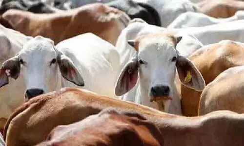 തെരുവിൽ അലയുന്ന പശുവിനെ അറുത്ത് പിതാവിന്‍റെ അന്ത്യകർമങ്ങൾക്ക് വിരുന്നൊരുക്കി; നാല് പേർ അറസ്റ്റിൽ