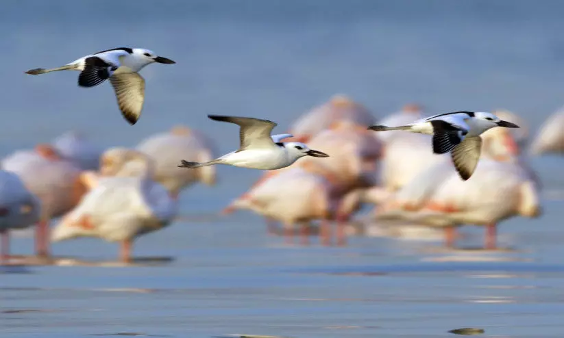 ദേ​ശാ​ട​ന​പ്പ​ക്ഷി​ക​ൾ