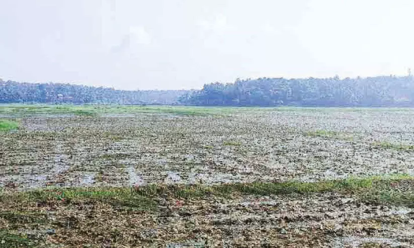 വരണ്ടുണങ്ങി ആമ്പൽപ്പാടം; ആശങ്കയിൽ കർഷകർ വരണ്ടുണങ്ങി ആമ്പൽപ്പാടം; ആശങ്കയിൽ കർഷകർ