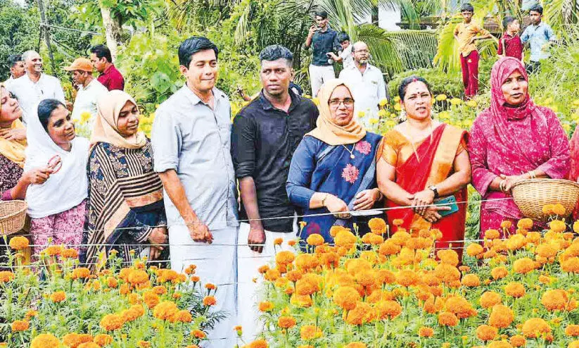 വർണോത്സവമായി ചെണ്ടുമല്ലി വിളവെടുപ്പ് വർണോത്സവമായി ചെണ്ടുമല്ലി വിളവെടുപ്പ്