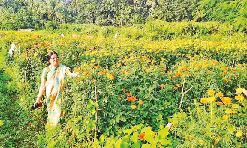 വിളവെടുപ്പിനൊരുങ്ങി ചെണ്ടുമല്ലി കൃഷി വിളവെടുപ്പിനൊരുങ്ങി ചെണ്ടുമല്ലി കൃഷി
