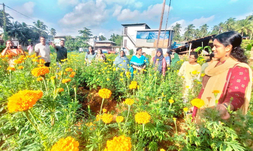 Flower cultivation Flower cultivation