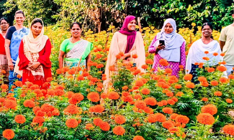 കോട്ടുവള്ളിയിൽ പൂക്കാലം... കോട്ടുവള്ളിയിൽ പൂക്കാലം...