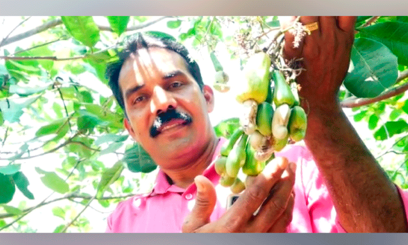 Cashew King Cashew King