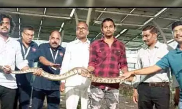 ആശുപത്രി വളപ്പിൽനിന്ന് പെരുമ്പാമ്പിനെ പിടികൂടി ആശുപത്രി വളപ്പിൽനിന്ന് പെരുമ്പാമ്പിനെ പിടികൂടി