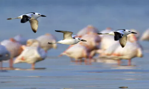 ദേ​ശാ​ട​ന​പ്പ​ക്ഷി​ക​ൾ