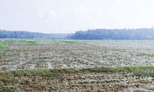 വരണ്ടുണങ്ങി ആമ്പൽപ്പാടം; ആശങ്കയിൽ കർഷകർ വരണ്ടുണങ്ങി ആമ്പൽപ്പാടം; ആശങ്കയിൽ കർഷകർ