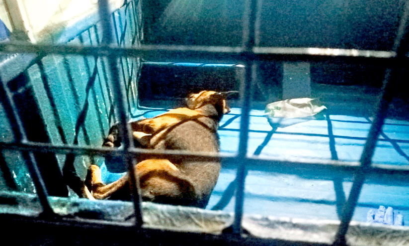 stray dogs stray dogs