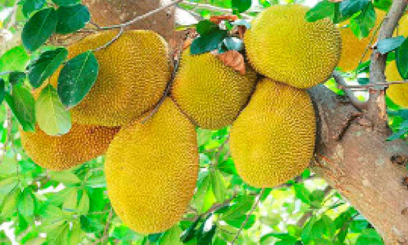 jack fruit season jack fruit season