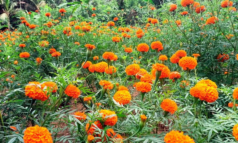 Floriculture Floriculture