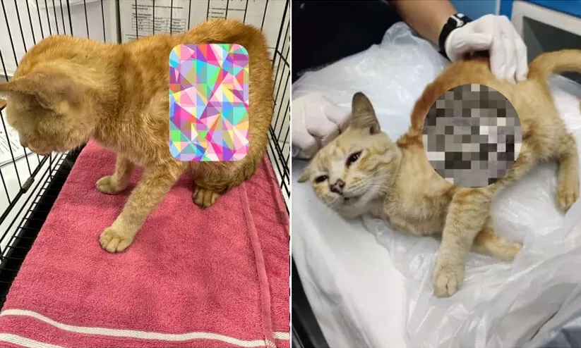 വിമാനപകടത്തിൽ പരിക്കേറ്റ പൂച്ചക്ക് വി.ഐ.പി പരിഗണന; സുഖവിവരം തേടി ആയിരങ്ങൾ വിമാനപകടത്തിൽ പരിക്കേറ്റ പൂച്ചക്ക് വി.ഐ.പി പരിഗണന; സുഖവിവരം തേടി ആയിരങ്ങൾ