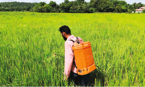 നെൽകൃഷിയിൽ വരൾച്ചയെ പ്രതിരോധിക്കാൻ മിത്ര ലായനി പ്രയോഗം