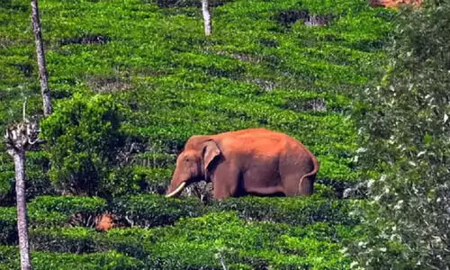 അരിക്കൊമ്പനെ കുറിച്ചുള്ള തെറ്റായ പ്രചാരണങ്ങള്‍ അവസാനിപ്പിക്കണമെന്ന് എ.കെ ശശീന്ദ്രൻ