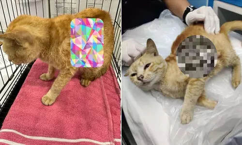 വിമാനപകടത്തിൽ പരിക്കേറ്റ പൂച്ചക്ക് വി.ഐ.പി പരിഗണന; സുഖവിവരം തേടി ആയിരങ്ങൾ