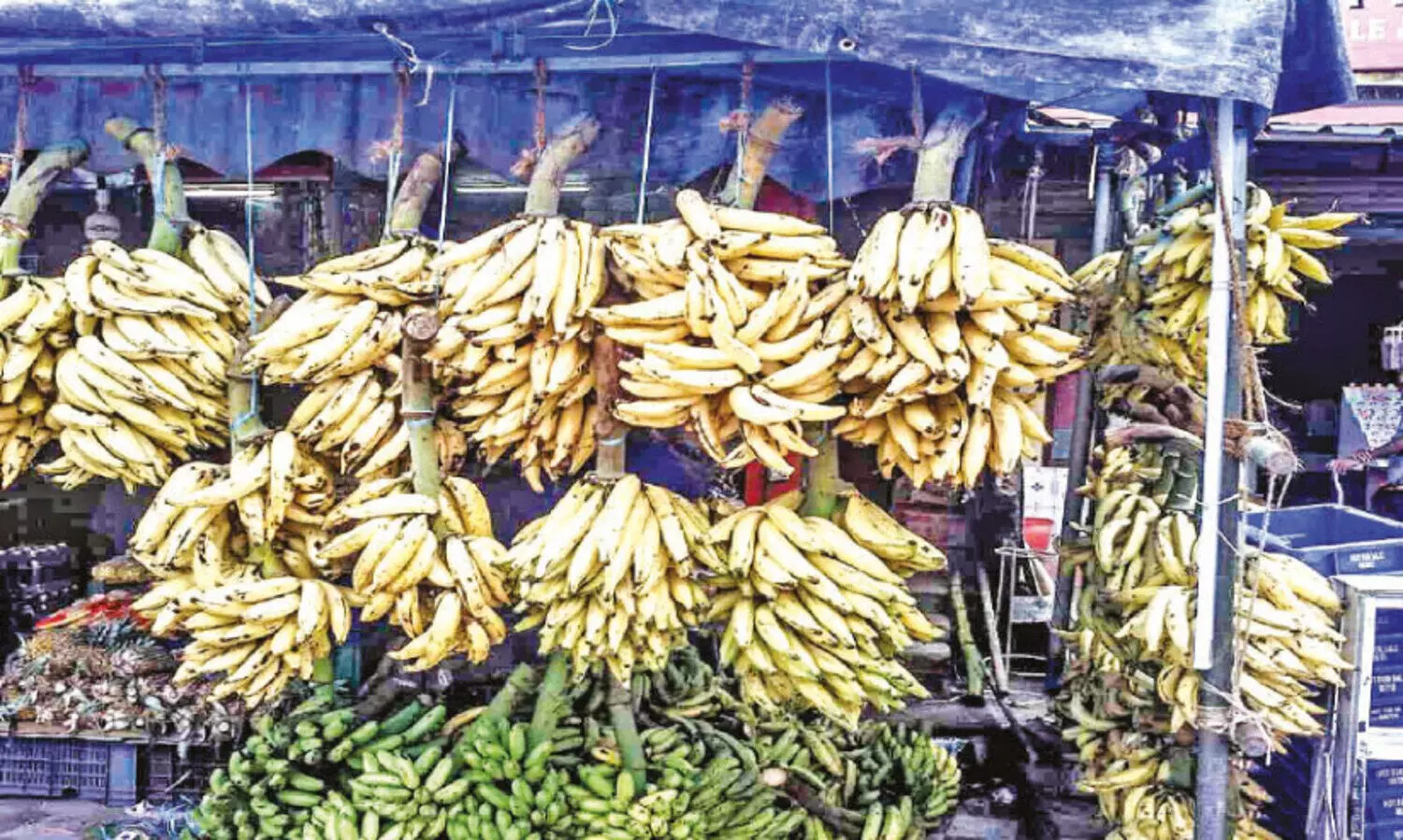 ഓ​ണ​മ​ടു​ത്തിട്ടും നേ​ന്ത്ര​ക്കാ​യ വി​ല​യി​ൽ പ്ര​തീ​ക്ഷയറ്റ് ക​ർ​ഷ​ക​ർ