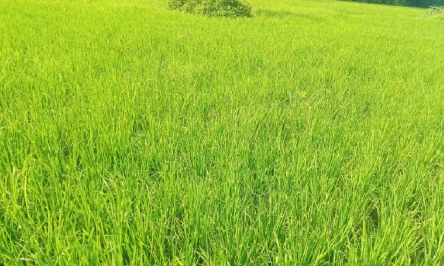 കാലാവസ്ഥ ചതിച്ചു; പാ​ലാ​യിയിൽ നെൽകൃഷിക്ക് മഞ്ഞളിപ്പ് ബാധ