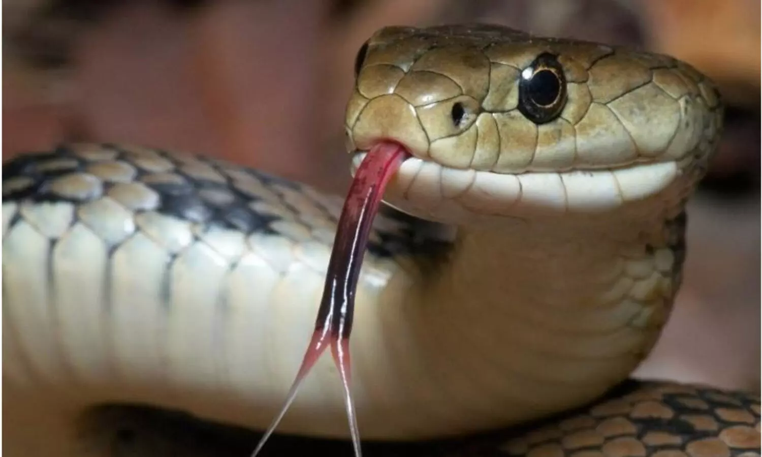 ബൈക്കില്‍ സഞ്ചരിക്കുന്നതിനിടെ യുവാവിന് ഹെല്‍മെറ്റില്‍ ഒളിച്ചിരുന്ന പാമ്പിന്റെ കടിയേറ്റു