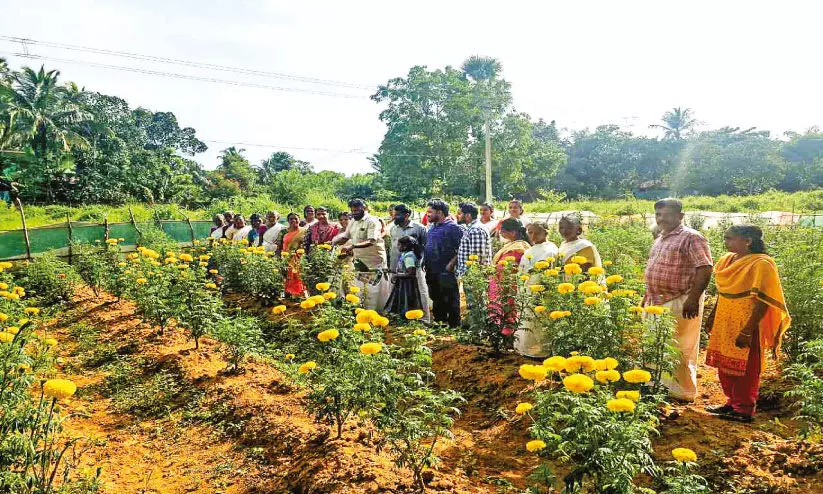 ഓണപ്പൂവേ...പൂവേ...പൂവേ... ഓണപ്പൂവേ...പൂവേ...പൂവേ...