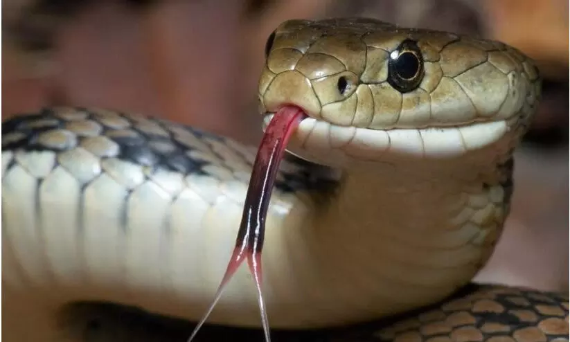 ബൈക്കില്‍ സഞ്ചരിക്കുന്നതിനിടെ യുവാവിന് ഹെല്‍മെറ്റില്‍ ഒളിച്ചിരുന്ന പാമ്പിന്റെ കടിയേറ്റു