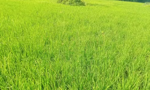 കാലാവസ്ഥ ചതിച്ചു; പാ​ലാ​യിയിൽ നെൽകൃഷിക്ക് മഞ്ഞളിപ്പ് ബാധ