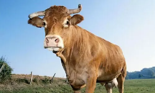cow