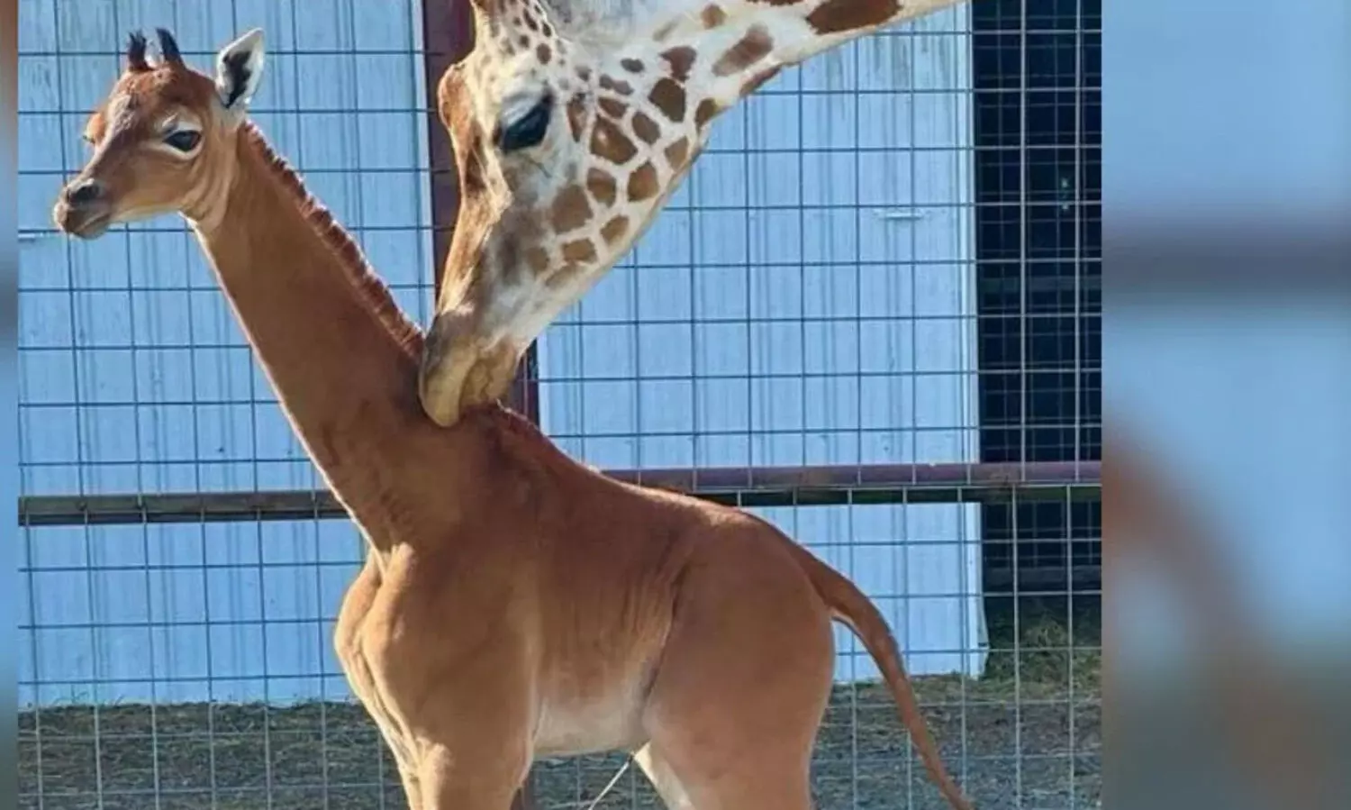 Giraffe Calf