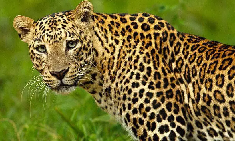 പുലിപ്പേടി ഒഴിയാതെ ഇഞ്ചപ്പാറ പുലിപ്പേടി ഒഴിയാതെ ഇഞ്ചപ്പാറ