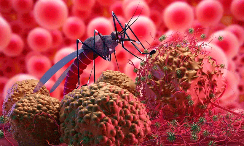 Dengue virus