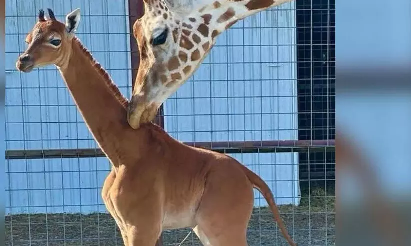 Giraffe Calf Giraffe Calf