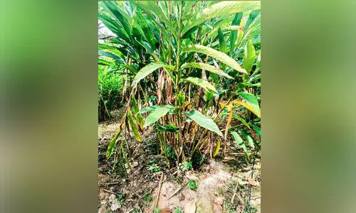 മഴയില്ല; ഏലകൃഷി വാടുന്നു കർഷകർ അങ്കലാപ്പിൽ മഴയില്ല; ഏലകൃഷി വാടുന്നു കർഷകർ അങ്കലാപ്പിൽ