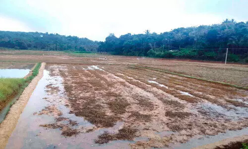 നെ​ൽ​ക​ർ​ഷ​ക​ർ പ്ര​തി​സ​ന്ധി​യി​ൽ