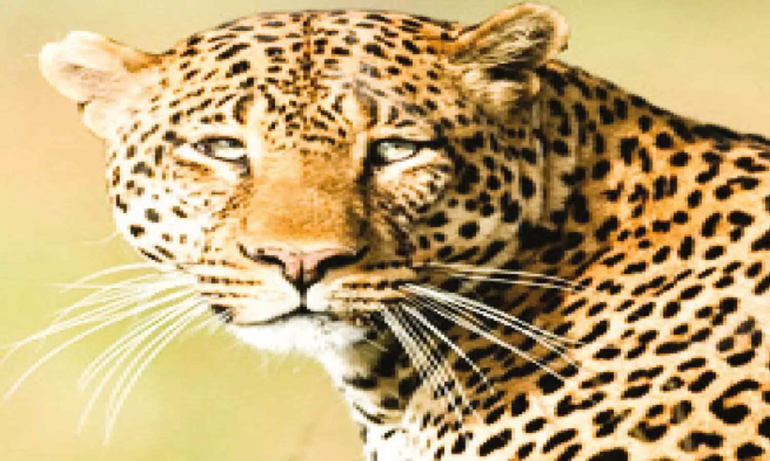 മു​പ്ലി​യ​ത്ത് പു​ലി​യു​ടേ​തെ​ന്ന്​ സം​ശ​യി​ക്കു​ന്ന കാ​ൽ​പാ​ടു​ക​ൾ ക​ണ്ടെ​ത്തി