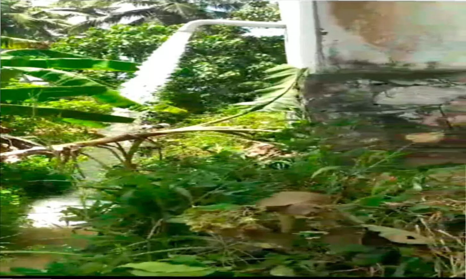 കരിഞ്ഞുണങ്ങിയ പിരപ്പമൺകാട് പാടശേഖരത്തിൽ വെള്ളമെത്തിച്ചു