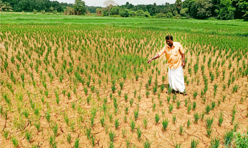 നെൽകൃഷി ഉണക്ക് ഭീഷണിയിൽ