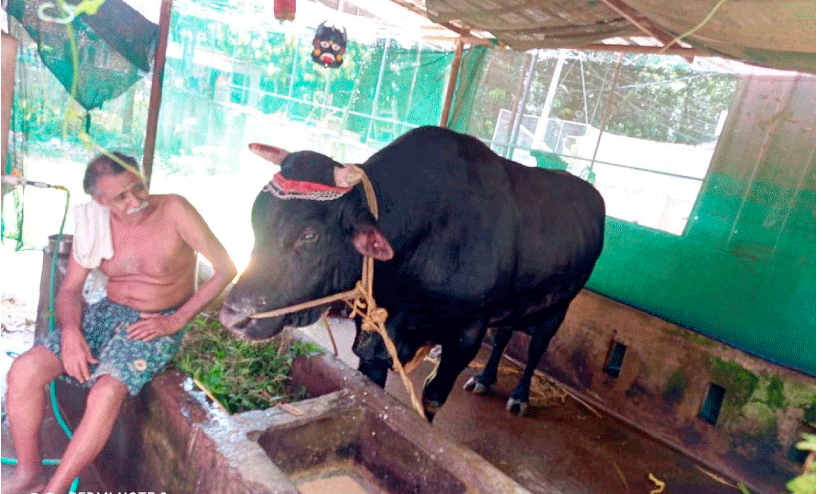 വീ​ട്ടി​ലെ അംഗംപോലെ മാധവൻ കാള​