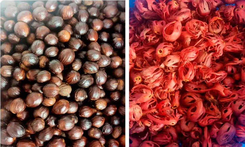 ജാതിക്ക, ജാതിപത്രി വില ഇടിയുന്നതിൽ ആശങ്കയോടെ കർഷകർ