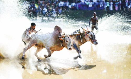 കാ​ള​പൂ​ട്ടി​ൽ ആ​വേ​ശം വി​ത​റി...