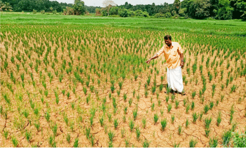 നെൽകൃഷി ഉണക്ക് ഭീഷണിയിൽ
