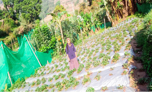 വീട്ടുമുറ്റത്ത് സ്ട്രോബറി വിളവെടുത്ത് ധാരണി വീട്ടുമുറ്റത്ത് സ്ട്രോബറി വിളവെടുത്ത് ധാരണി