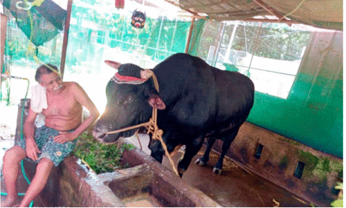 വീ​ട്ടി​ലെ അംഗംപോലെ മാധവൻ കാള​