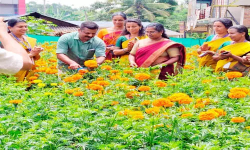 പൂ​കൃ​ഷി വി​ള​വെ​ടു​ത്തു